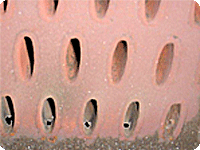 Rosebud Tube Leaks